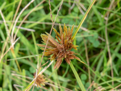 Cyperus incomtus
