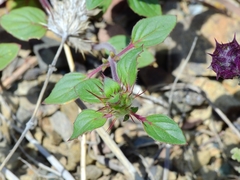 Acanthomintha lanceolata
