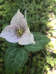 Pseudotrillium rivale