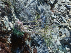 Boechera breweri breweri