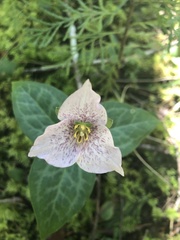Pseudotrillium rivale
