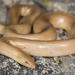 Southern Rubber Boa - Photo (c) jeremywright, some rights reserved (CC BY-NC)