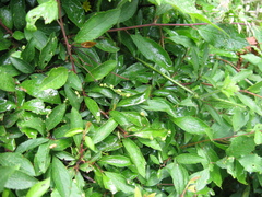 Eriophyes prunispinosae