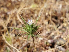 Navarretia tagetina