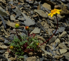 Leptosyne hamiltonii