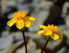Leptosyne hamiltonii