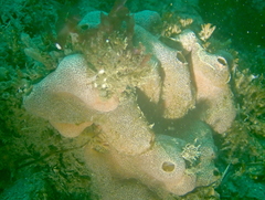 Trididemnum opacum