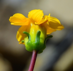 Leptosyne hamiltonii