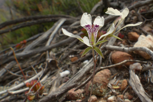Sorrel Storksbill (Pelargonium montaguense)