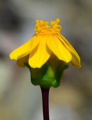 Leptosyne hamiltonii