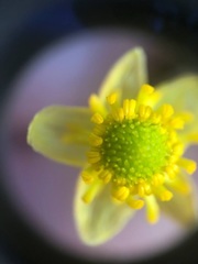 Ranunculus glaberrimus ellipticus