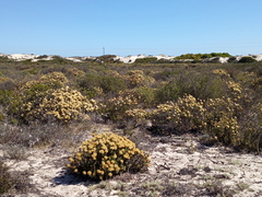 Pteronia onobromoides