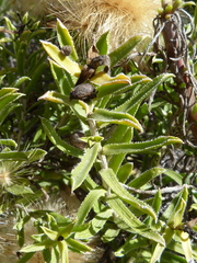Pteronia onobromoides
