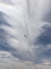 Ictinia mississippiensis