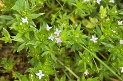 Sherardia arvensis