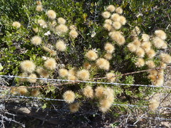Pteronia onobromoides