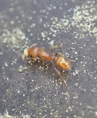 Temnothorax schaumii