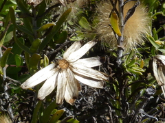 Pteronia onobromoides