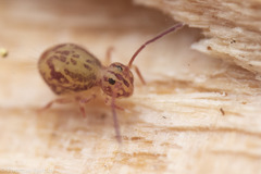 Ptenothrix maculosa