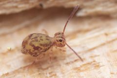 Ptenothrix maculosa