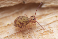 Ptenothrix maculosa