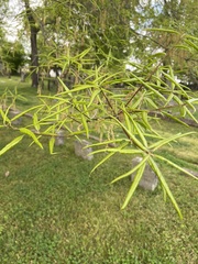 Quercus phellos