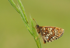 Melitaea britomartis