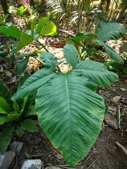 Xanthosoma tarapotense