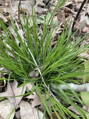 Carex jamesii