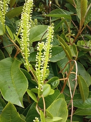 Basellaceae