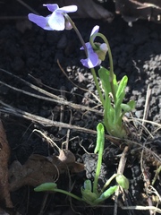Viola collina