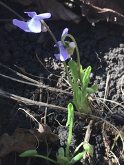 Viola collina