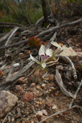 Pelargonium montaguense