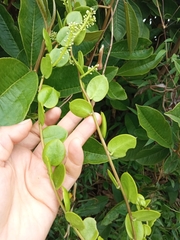 Basellaceae