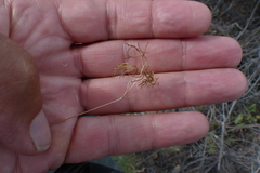 Pelargonium montaguense