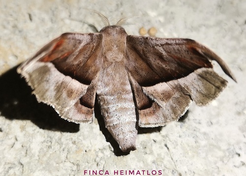 Menevia vulgaris
