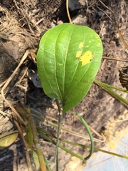 Echinodorus cordifolius