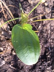 Echinodorus cordifolius