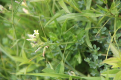 Medicago glomerata