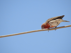 Haemorhous mexicanus