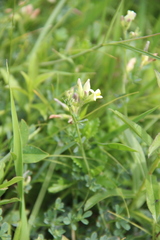 Medicago glomerata