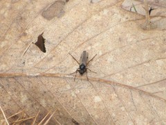 Bibio femoralis