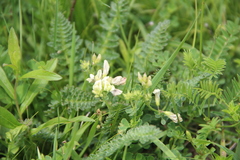 Medicago glomerata