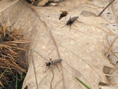 Bibio femoralis