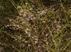 Carmichaelia australis