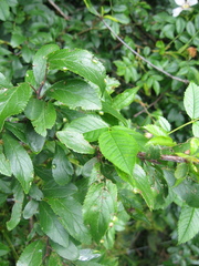 Eriophyes prunispinosae