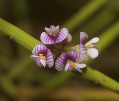 Carmichaelia australis