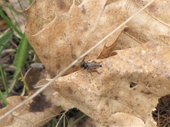 Bibio femoralis