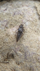 Thinodromus