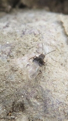 Thinodromus